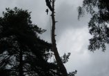 Příklad postupného kácení rizikové borovice v Záluží u Plzně.