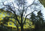 Redukční řez Plzen 