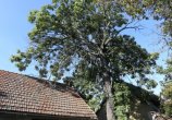 Vyhnilý strom Nymburk