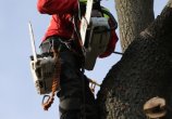  pila Stihl 70 cm3
