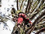 Arborista v akci 