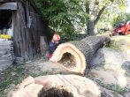 Vyhnilý Jasan