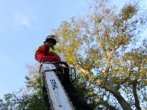 70 cm Stihl 441