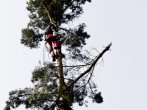Arborist
