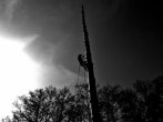 Ona a strom