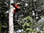 Arborista při výstupu na strom