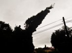 Pokácení špiček živého plotu z Thůjí