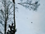 Odvětvení stromu Plzeň