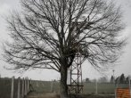 Lípa v areálu hřiště základní školy