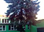 Kácení Plzeň - smrk
