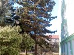borovice roh školy