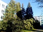 skupina stromů u zdi školy a hřiště
