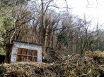 Akát odvětven a připraven na pokácení