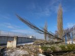 Položení stromu od země- kaceni-plzen