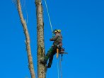 Na stromě - arborista - kácení plzen