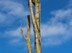 Arboristi kaceni plzen