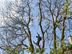 Plzeň arborista