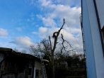 riziko, strom, kácení