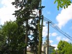Postupné pokácení stromu Plzeň
