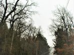 Kácení-Plzeň.cz